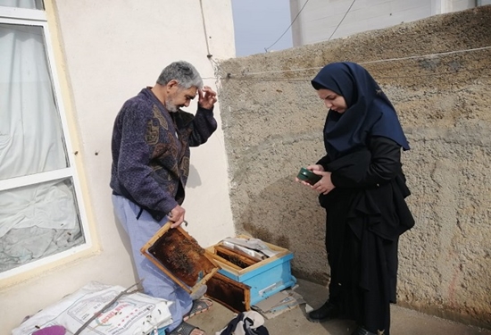 پایش زنبورستان ها کمک به کاهش مرگ و میر زنبورهاست 